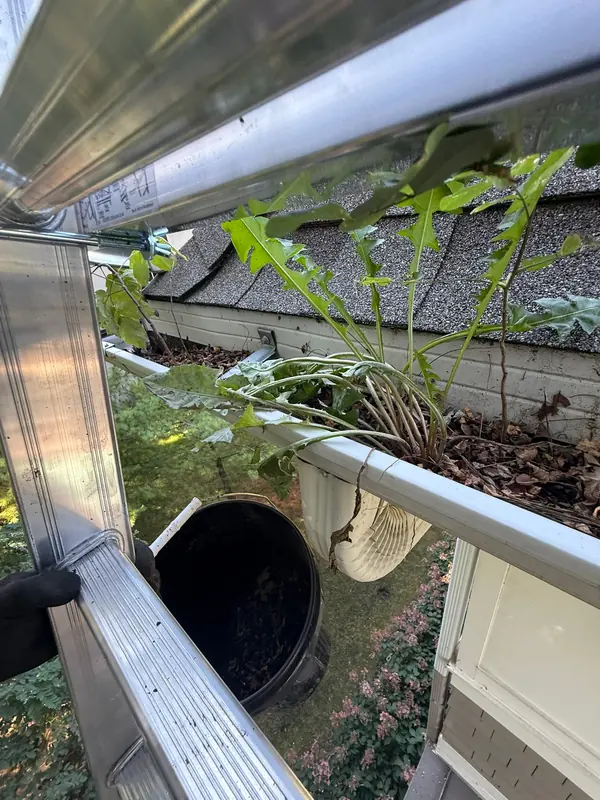 Debris-clogged gutter and downspout